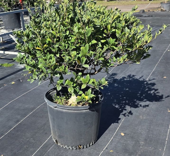 Grafted Gardenia (Gardenia jasminoides (grafted)), Size: 7 Gallon