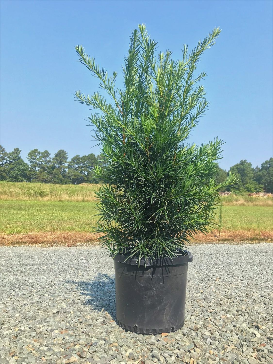 Podocarpus Maki 7 galon