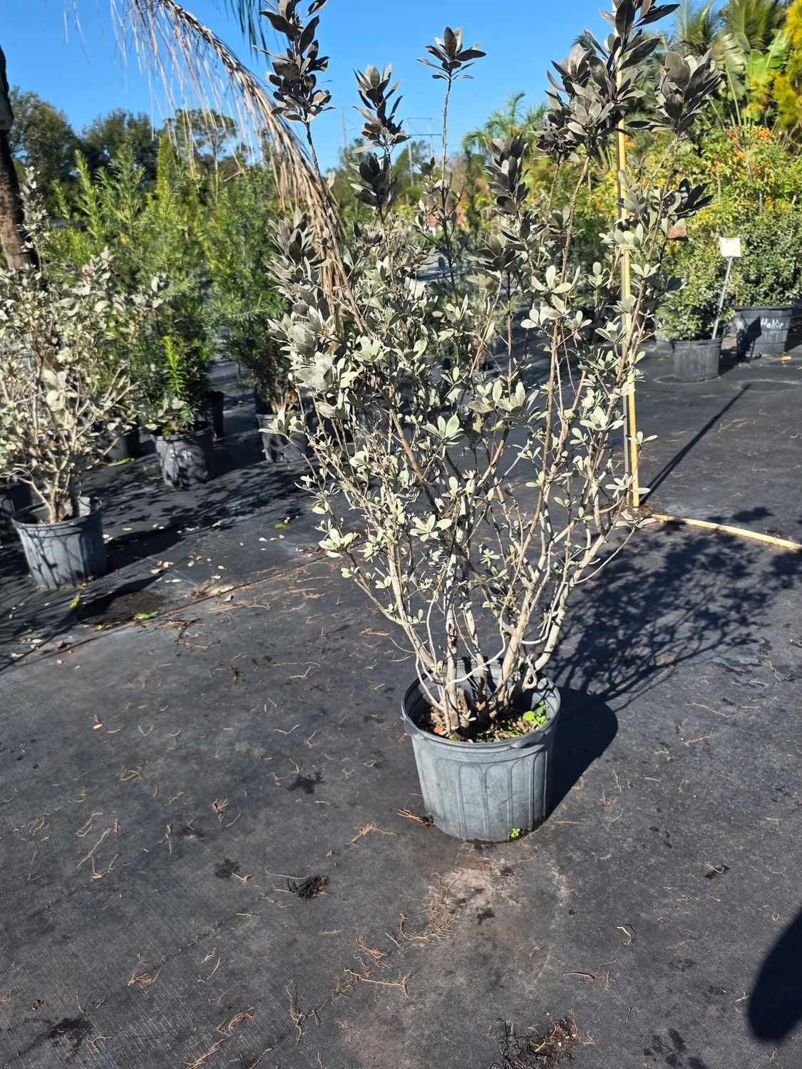 Silver Buttonwood (Conocarpus erectus ‘Sericeus’), Size: 7 Gallon