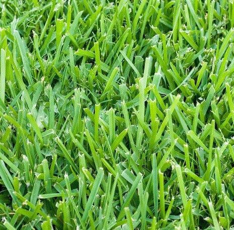 a-Saint Augustine Sod