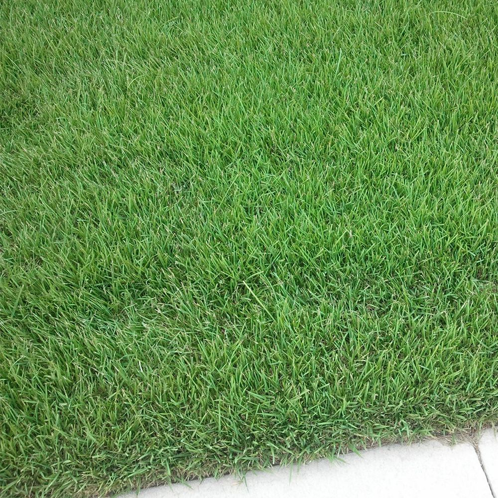 Zoysia Sod Pallet