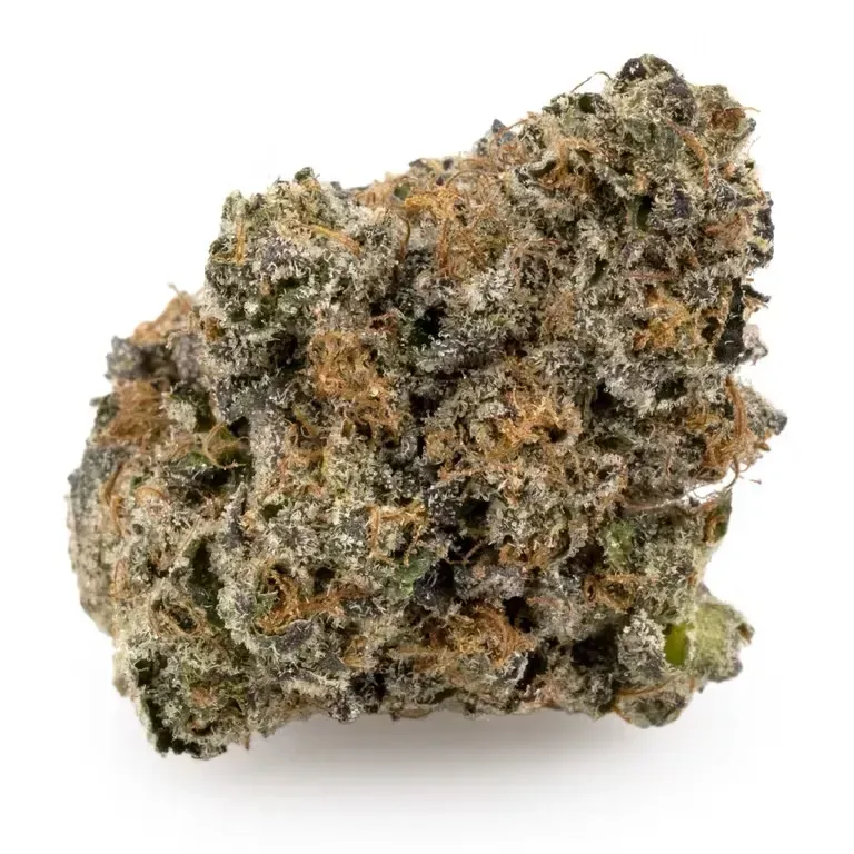 PURPLE OCTANE | INDICA