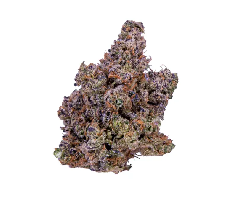 Biscotti Pippen | HYBRID