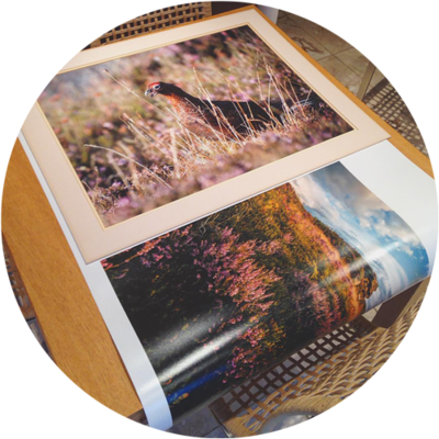 Poster Prints