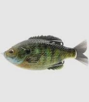 Savage Gear DC Slide Gill 6.5 cm 17 g F bluegill