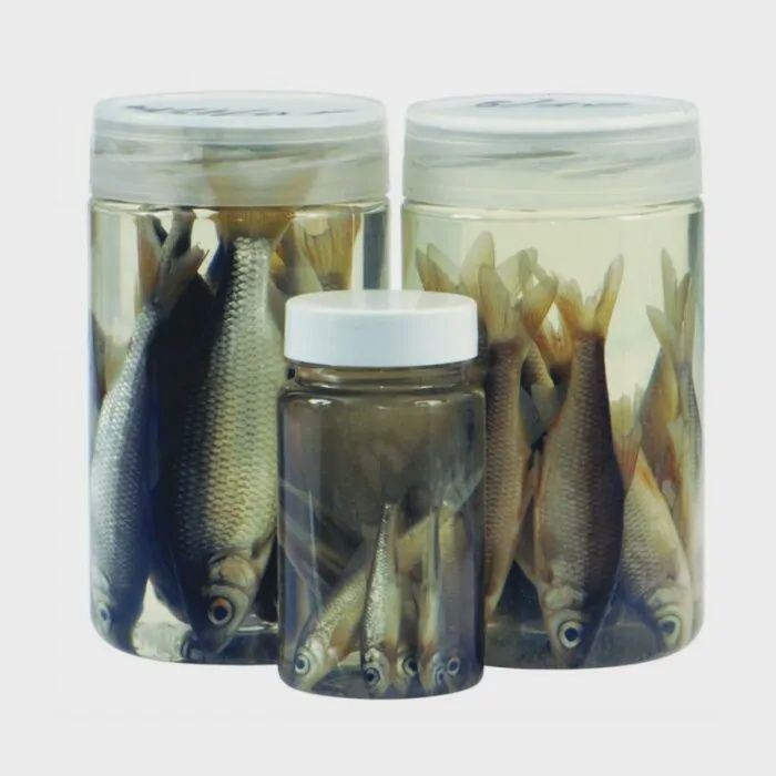 Albatros Aasvisjes Roach 6/7 cm