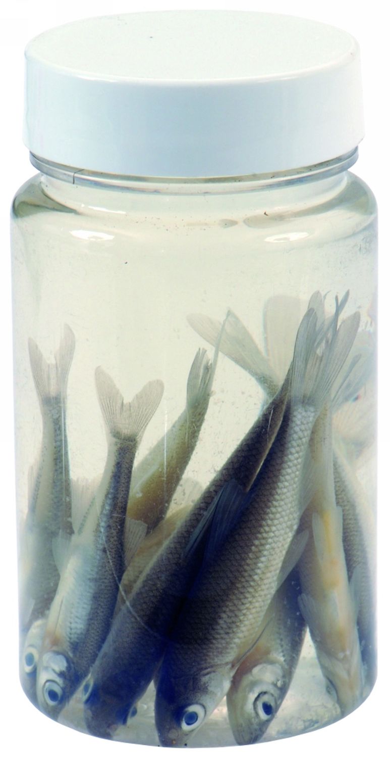 Albatros Aasvisjes Roach 6/7 cm