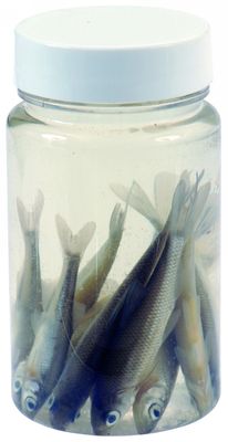 Albatros Aasvisjes Roach 6/7 cm