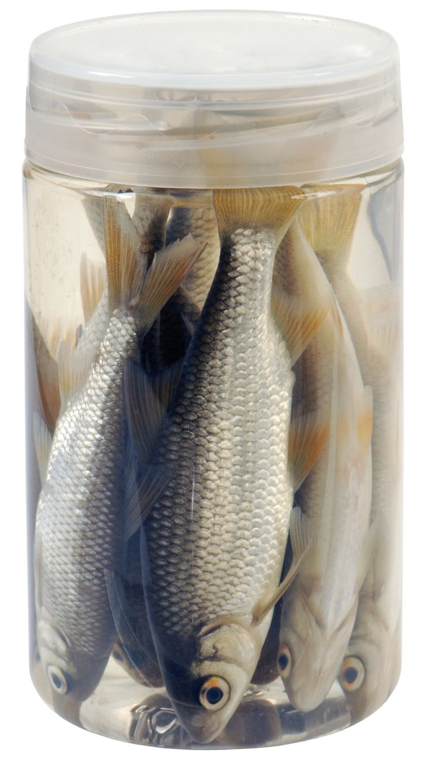 Albatros Aasvisjes roach 10/12 cm