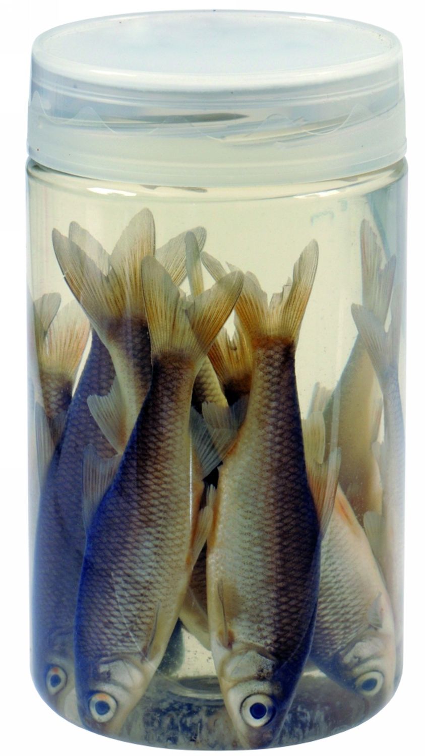Albatros Aasvisjes Roach 8/10 cm