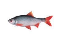 Fox Rage Ultra Naturals Roach Fillets 6 cm