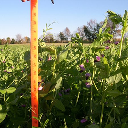 Austrian Field Peas