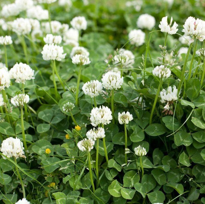 Ladino Clover