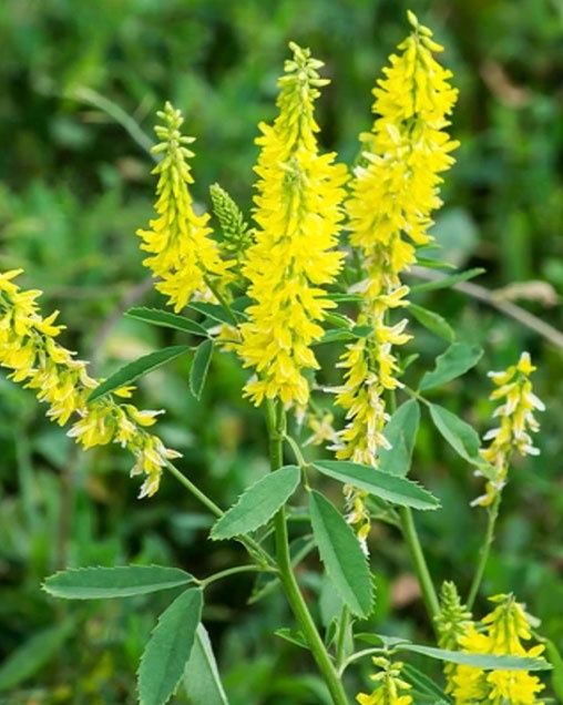 Yellow Sweet Blossom Clover