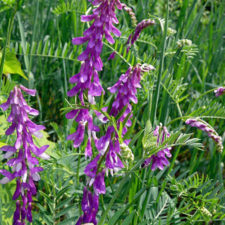 Hairy Vetch