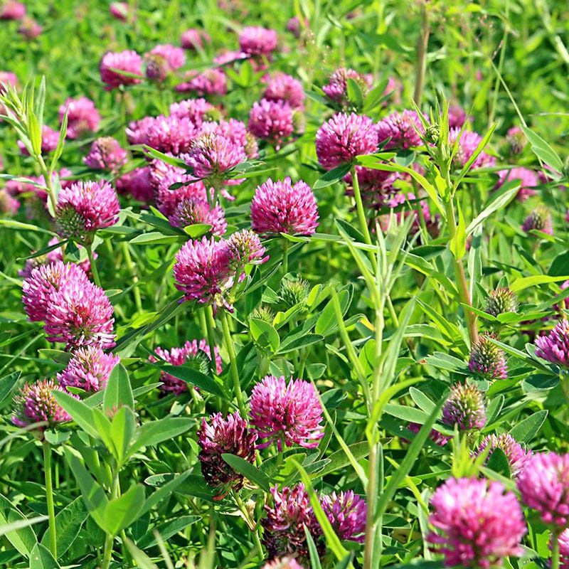 Medium Red Clover Seed