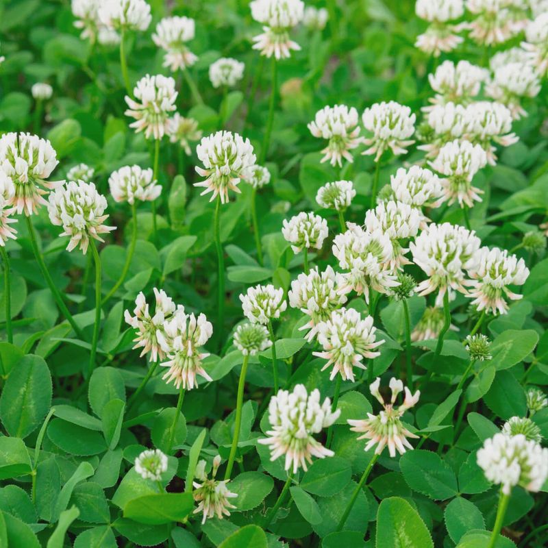 White Dutch Clover