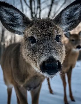 Deer