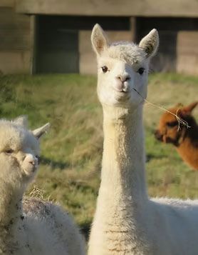 Llama &amp; Alpaca