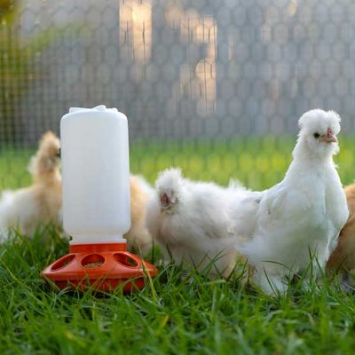 Feeders &amp; Waterers