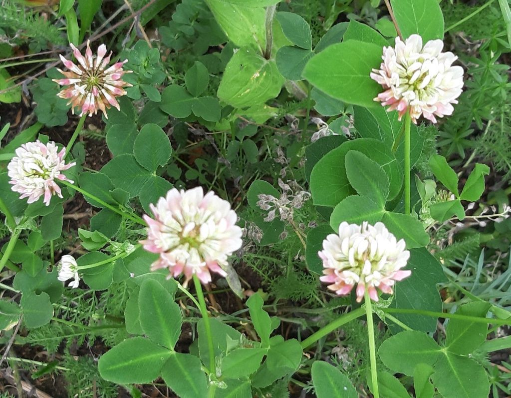 Alsike Clover Seed, Size: 1lb