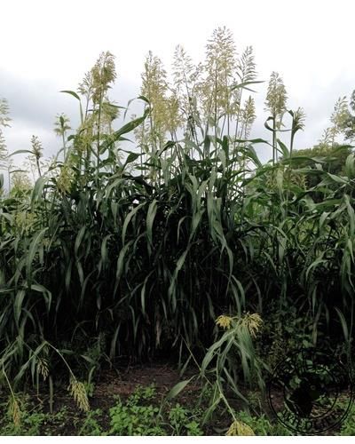 Egyptian Wheat, Size: 1lb