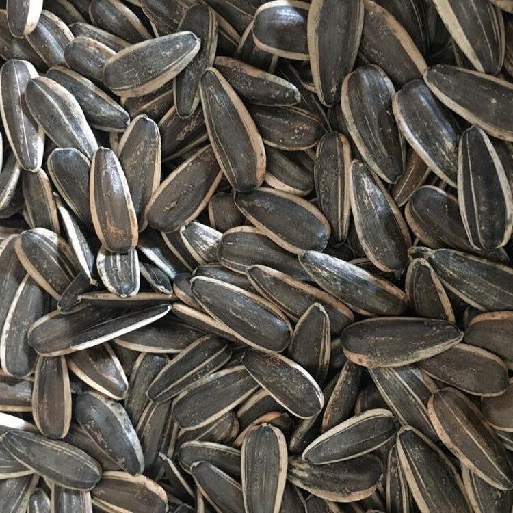 Stripe Sunflower, Size: 5lbs