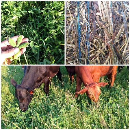 Frosty Berseem Clover OMRI Coated, Size: 1lb