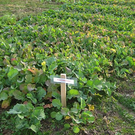 Dwarf Essex Rapeseed