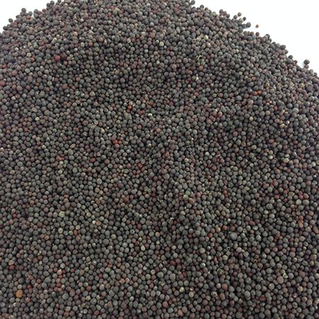 Dwarf Essex Rapeseed, Size: 1lb