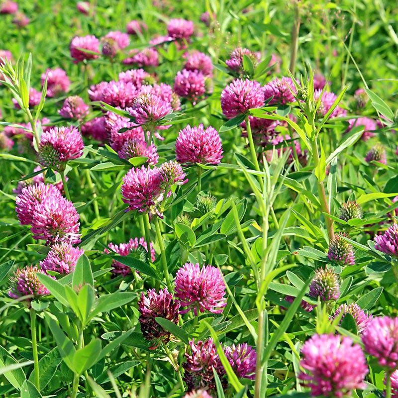 Medium Red Clover Seed, Size: 1lb