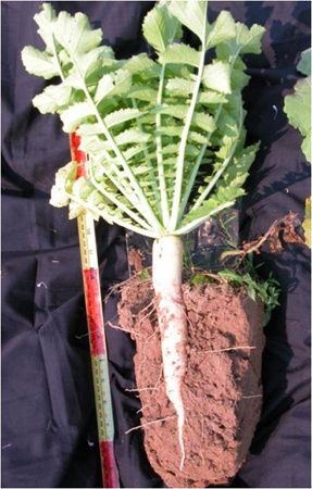 Groundhog Radish, Size: 1lbs