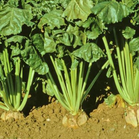 Sugar Beets, Size: 1lbs