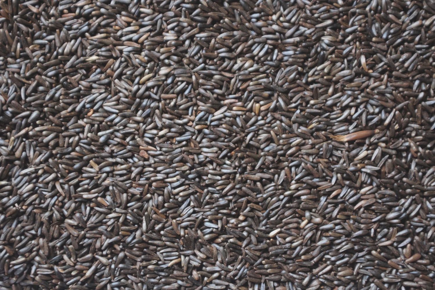 Thistle Seed, Size: 5lbs