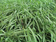 Annual Ryegrass, Size: 5lbs