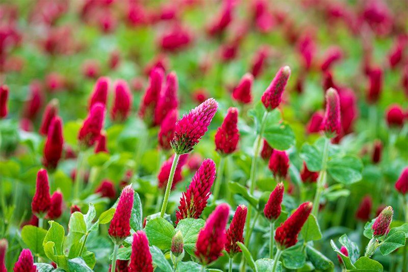 Dixie Crimson Clover, Size: 1lb