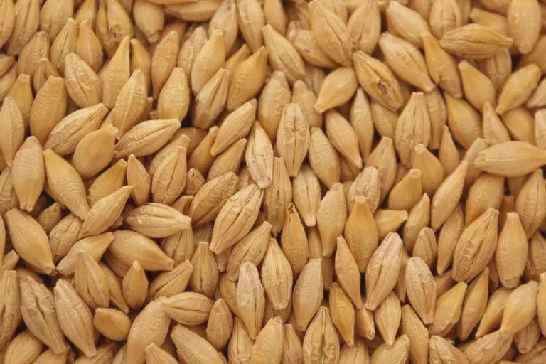 Spring Barley Seed, Size: 1lbs