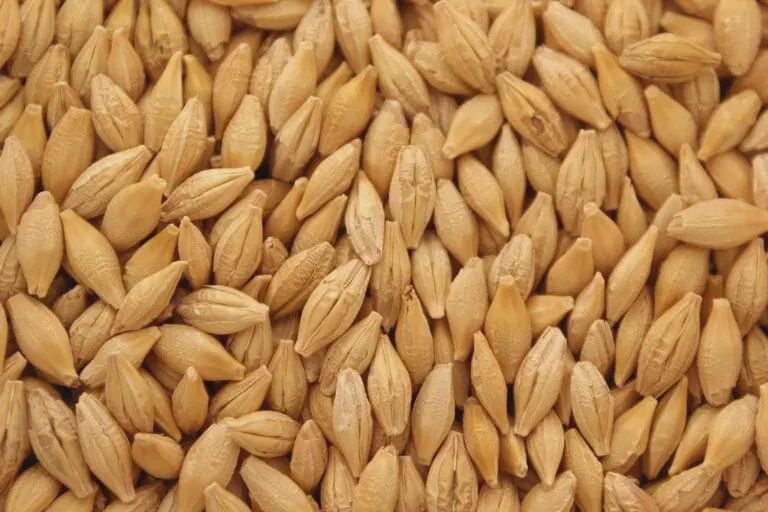 Spring Barley Seed, Size: 1lbs