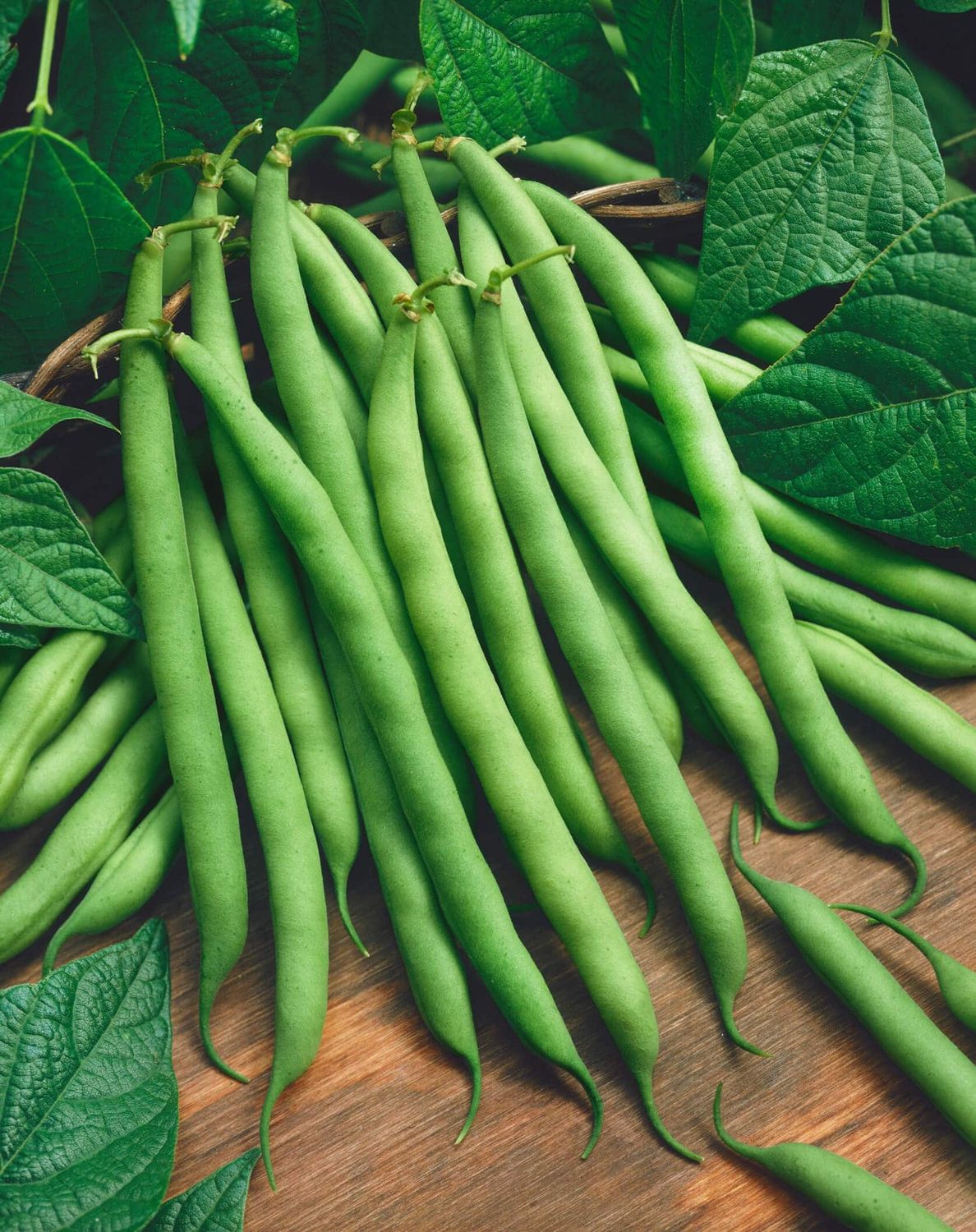 Provider Bush Bean, Size: 1 lb