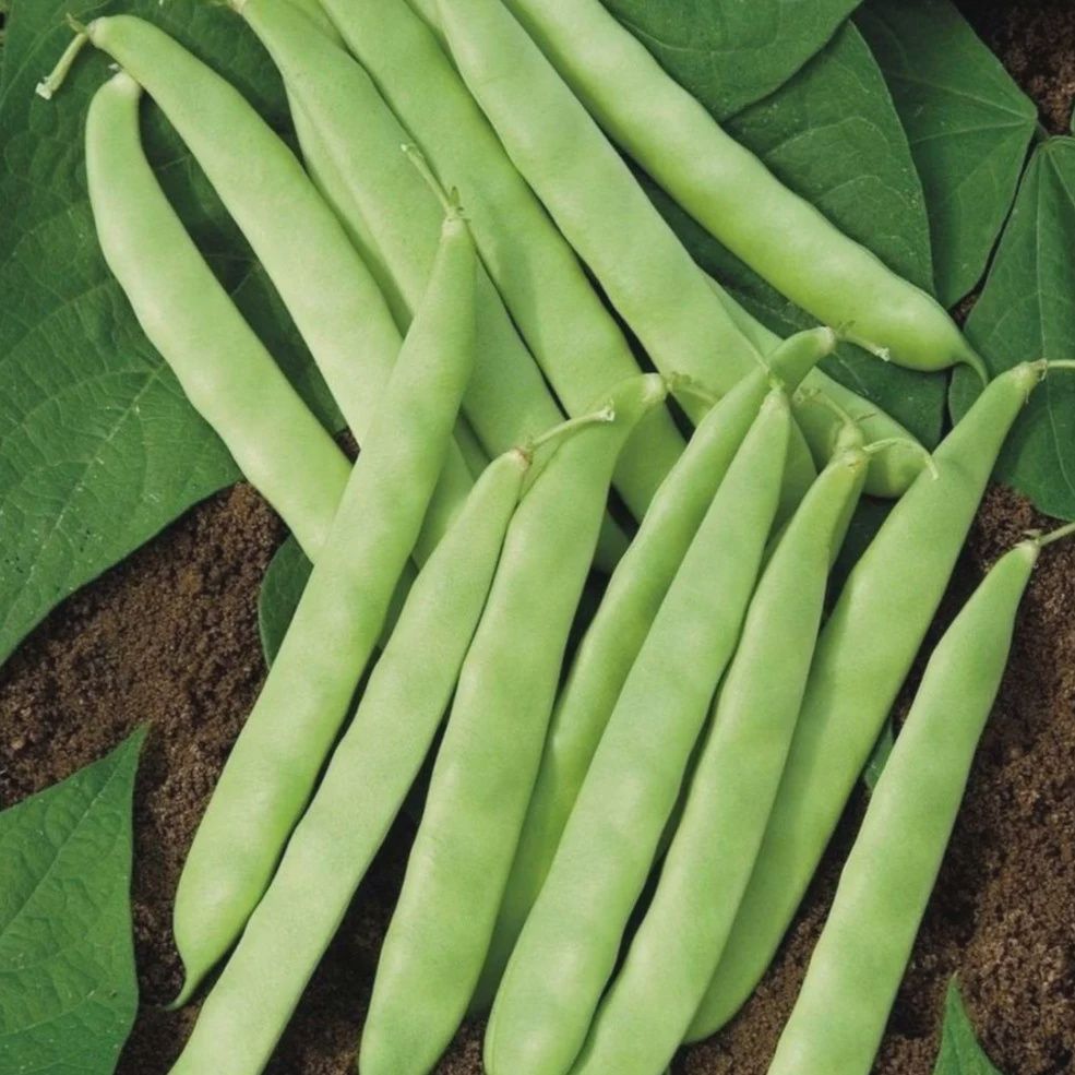 Bush Bean- Roma II, Size: 1 lb