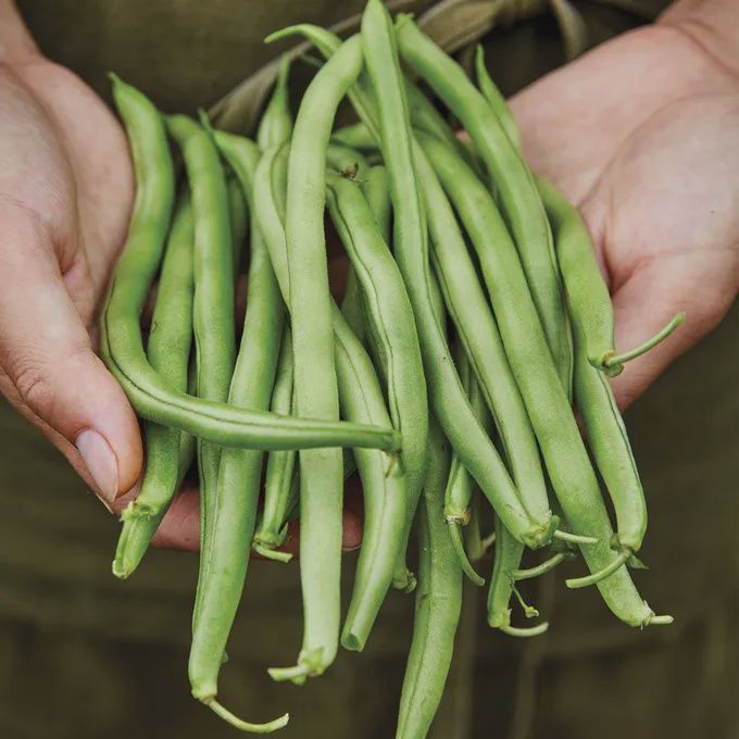 Bush Bean, Blue Lake 274, Size: 1 lb