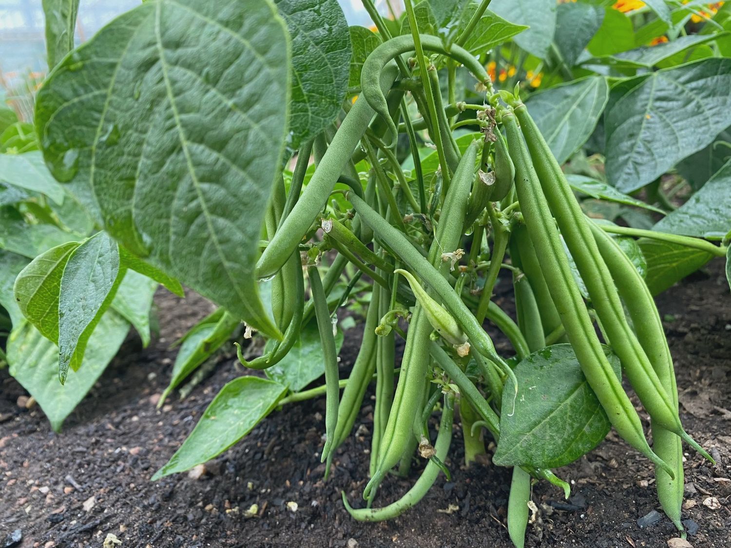 Bush Bean- Jade, Size: 1 lb