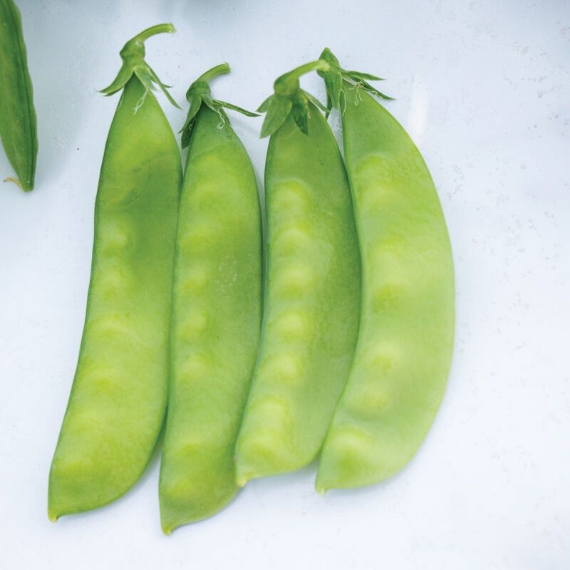Sugar Pea- Oregon Giant, Size: 1 lb