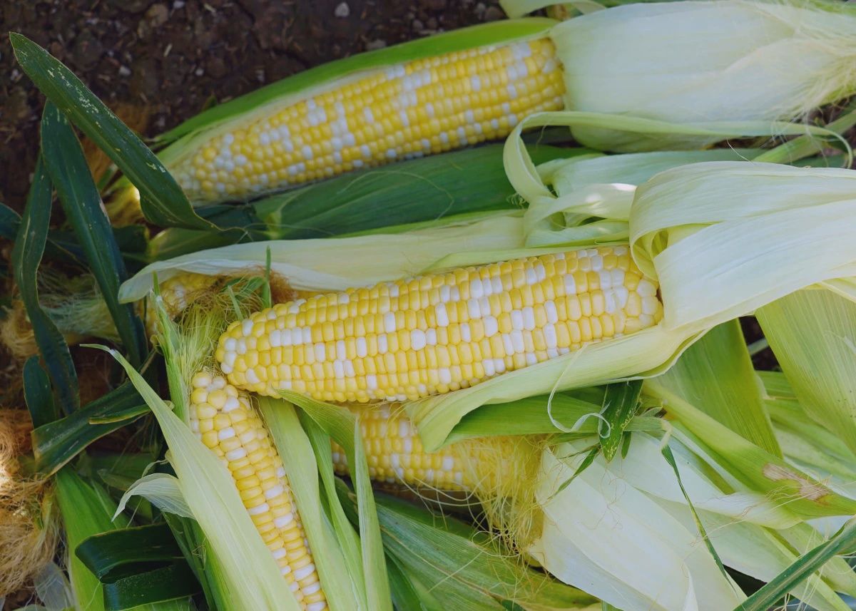 Bicolor Sweet Corn- Ambrosia, Size: 1 lb