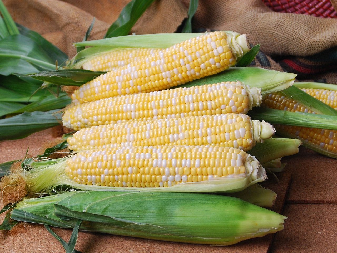 Bicolor Sweet Corn- Peaches and Cream, Size: 1 lb