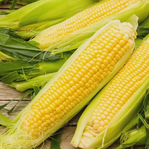 Yellow Sweet Corn- Bodacious RM, Size: 1 lb