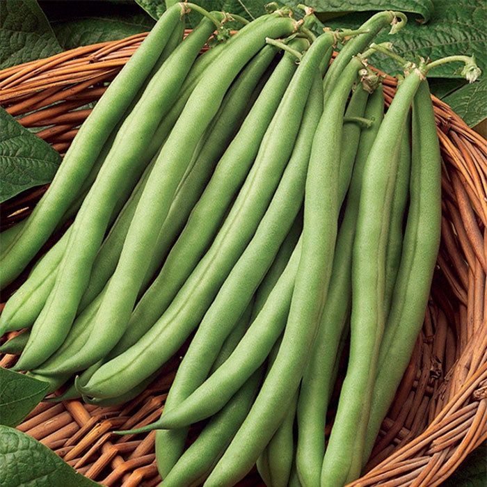Blue Lake Pole Bean, Size: 1 lb