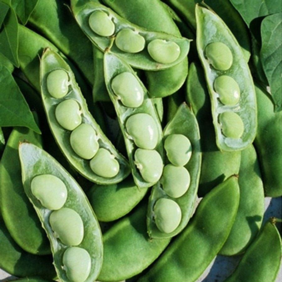 Fordhook 242 Bush Lima Bean, Size: 1 lb