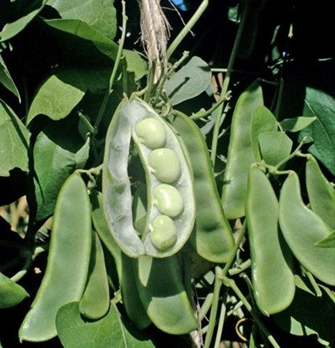 King of the Garden- Pole Lima Bean, Size: 1 lb