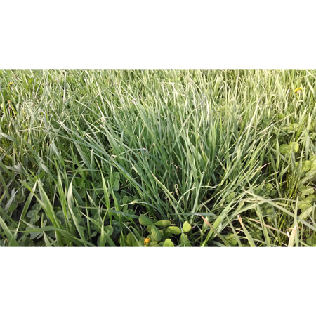 Enduro Premium Cattle Pasture- Beef Pasture Mix, Size: 5lbs